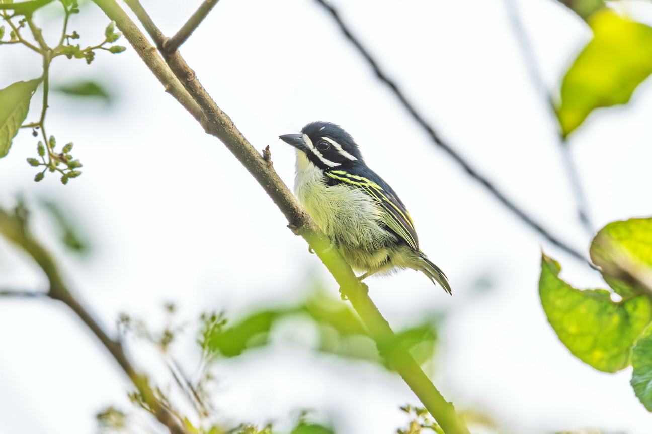 4448 Kibale Forest Geelstuitketellapper.jpg