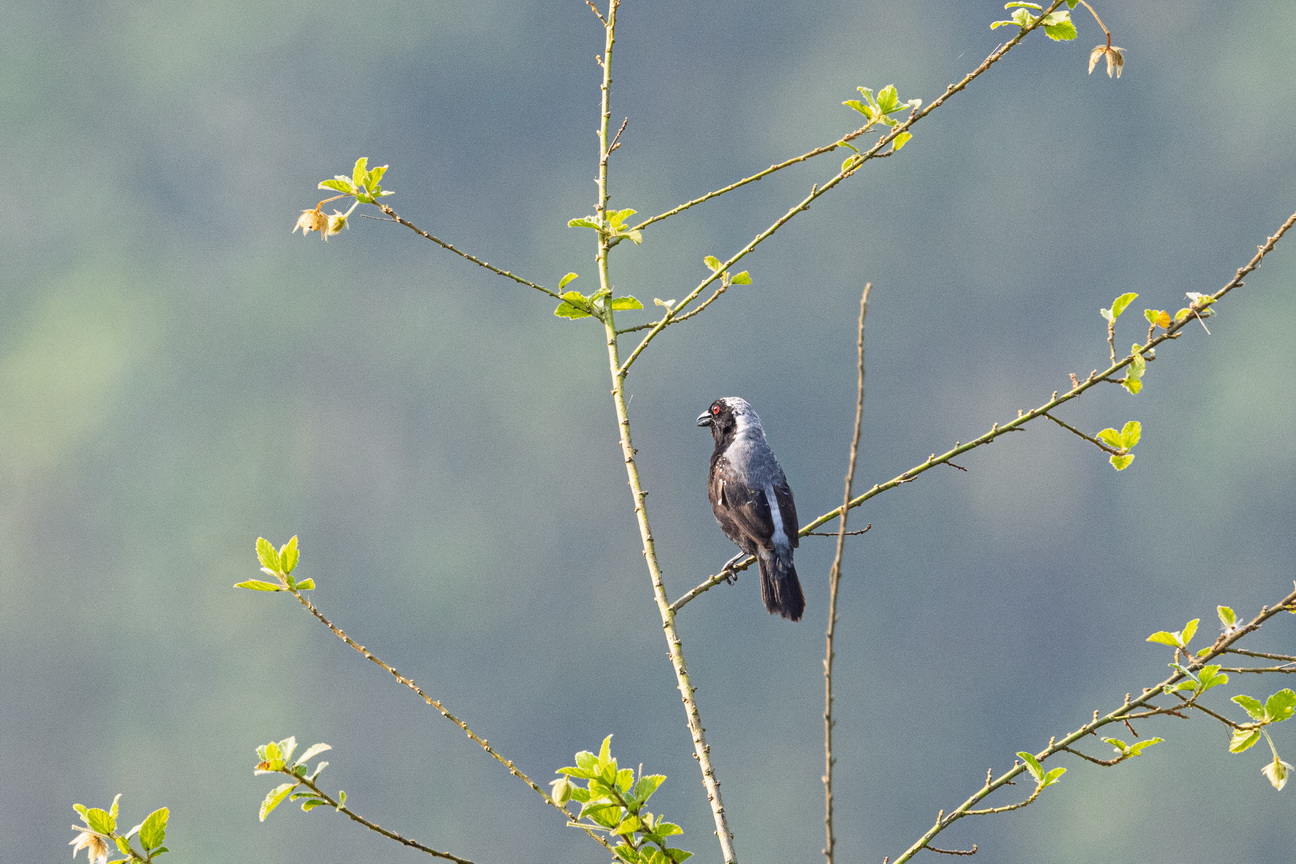 4458 Kibale Forest Grijskopnigrita.jpg