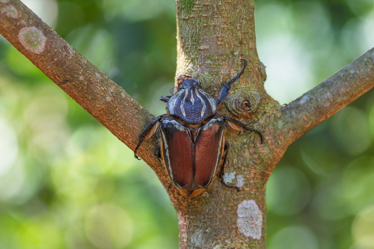 4491 Kibale Forest Goliathkever.jpg