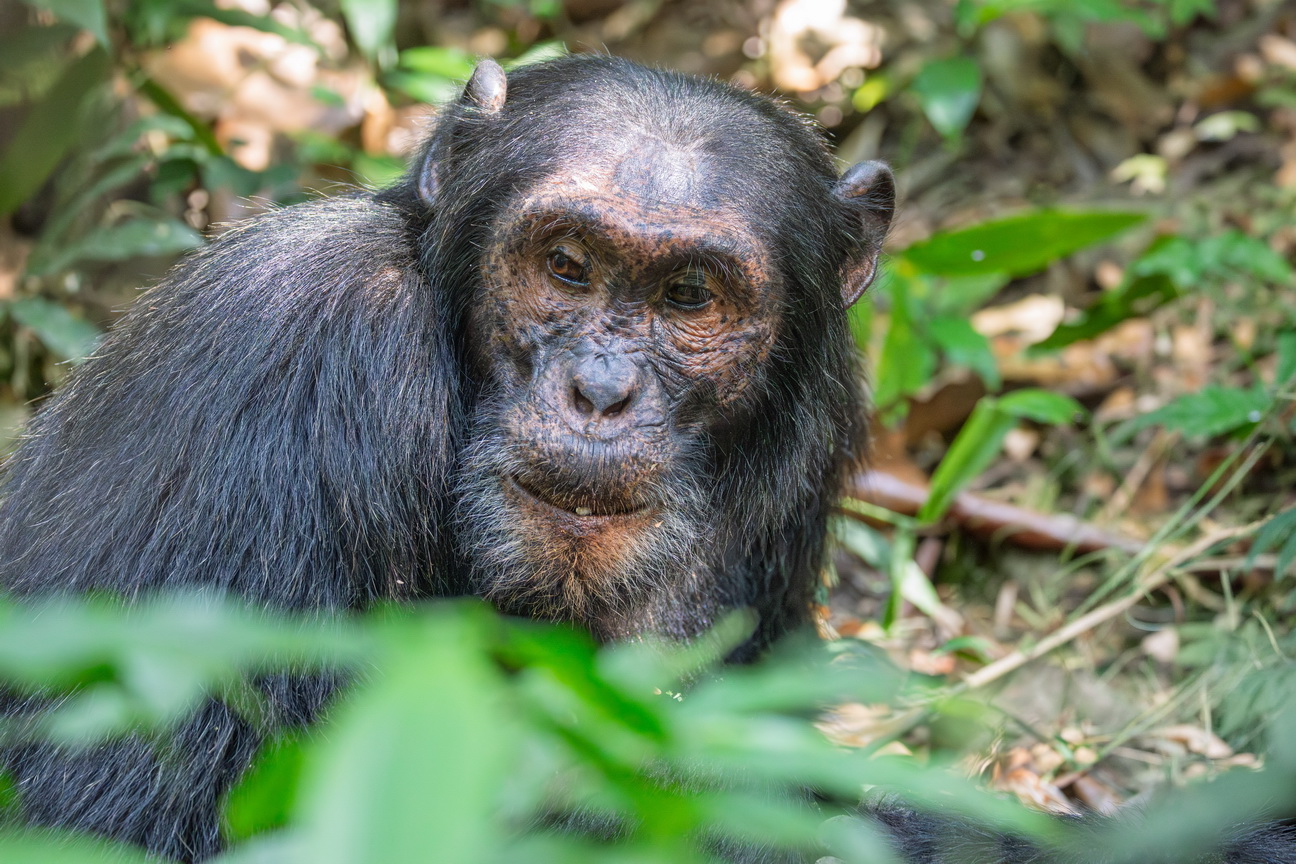4515 Kibale Forest Chimpansee.jpg