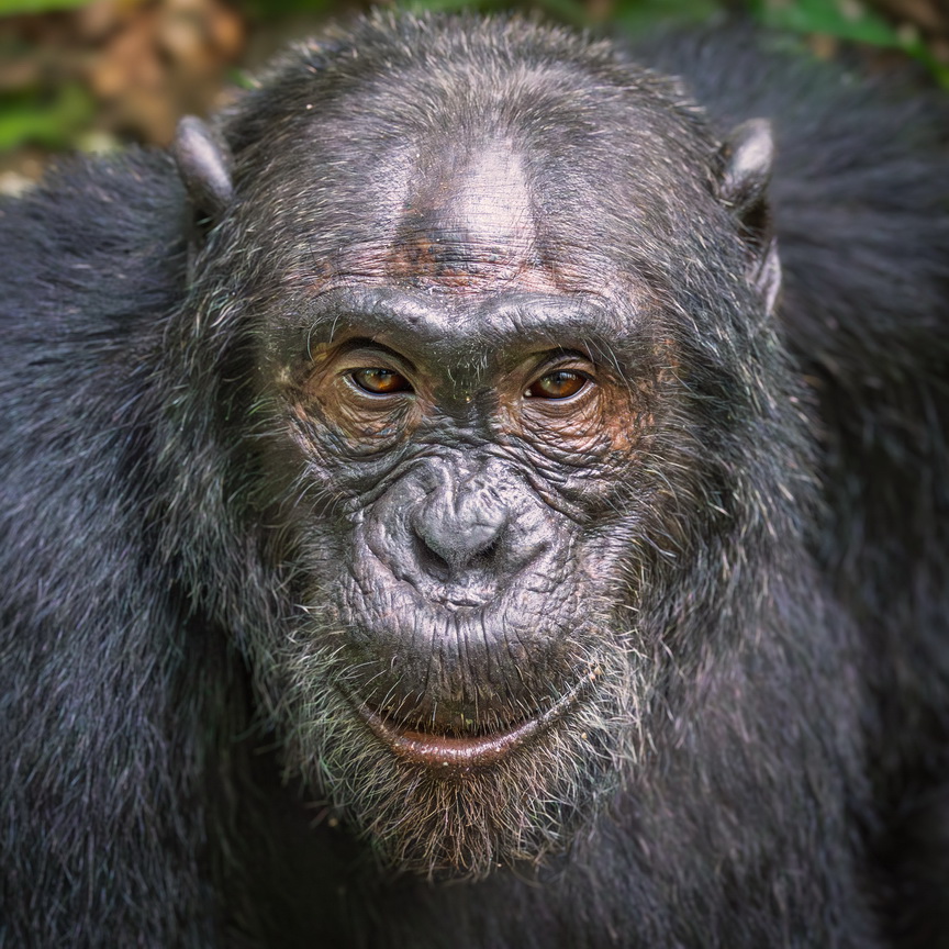 4516 Kibale Forest Chimpansee.jpg