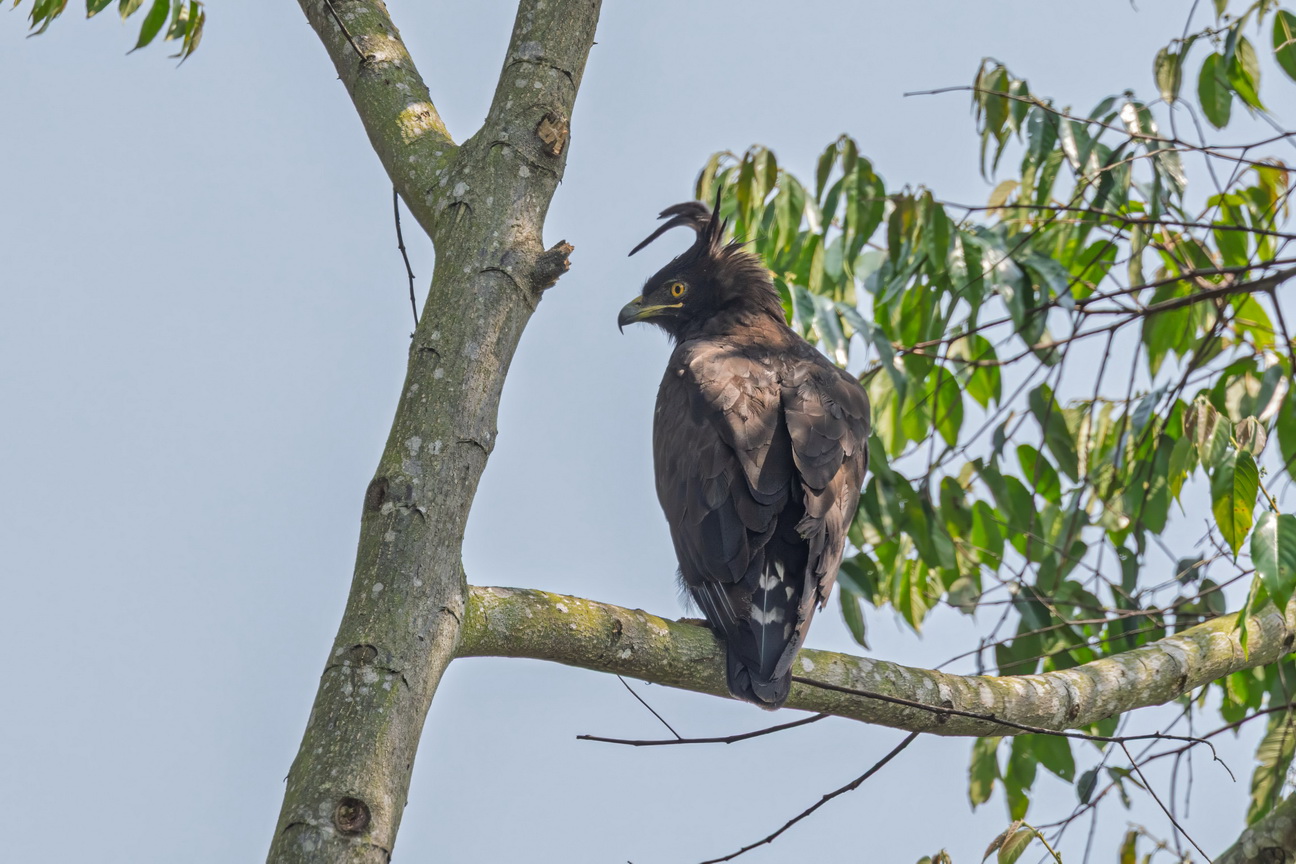 4570 Kibale Forest Afrikaanse Zwarte Kuifarend.jpg