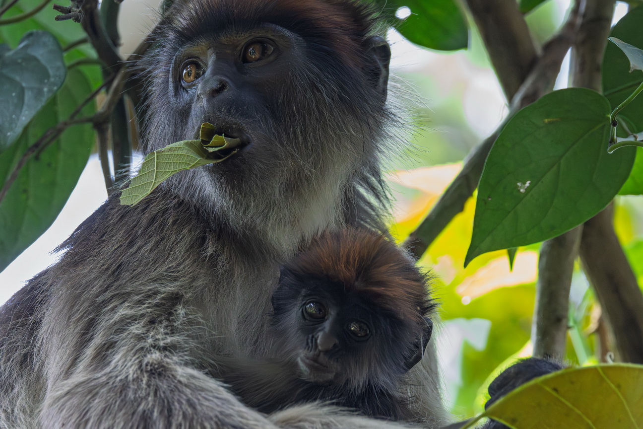 4589 Kibale Forest Rode Colobus.jpg