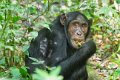 4514 Kibale Forest Chimpansee
