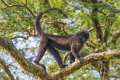 4550 Kibale Forest Mantelmangabey