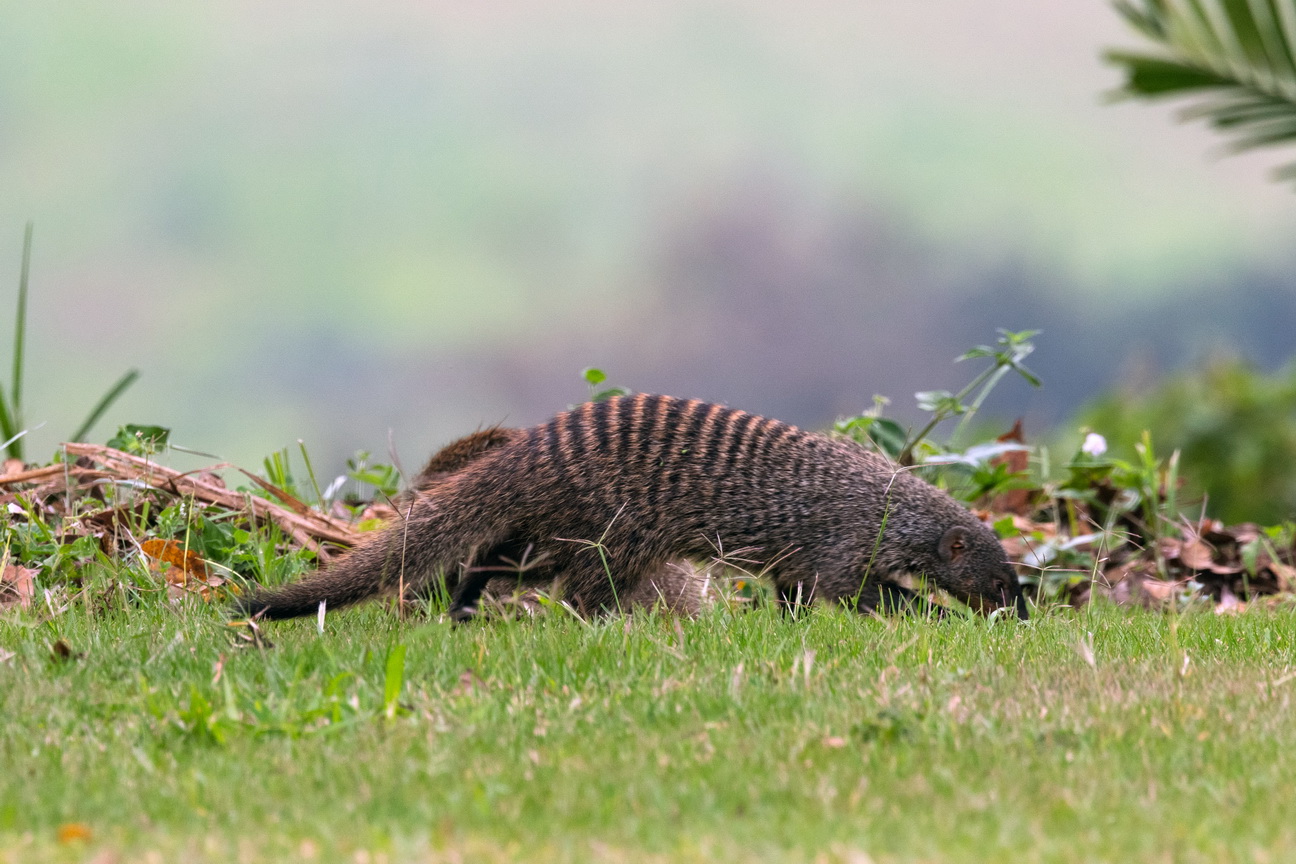 4618 Nkuruba Krater meer Zebramangoeste.jpg