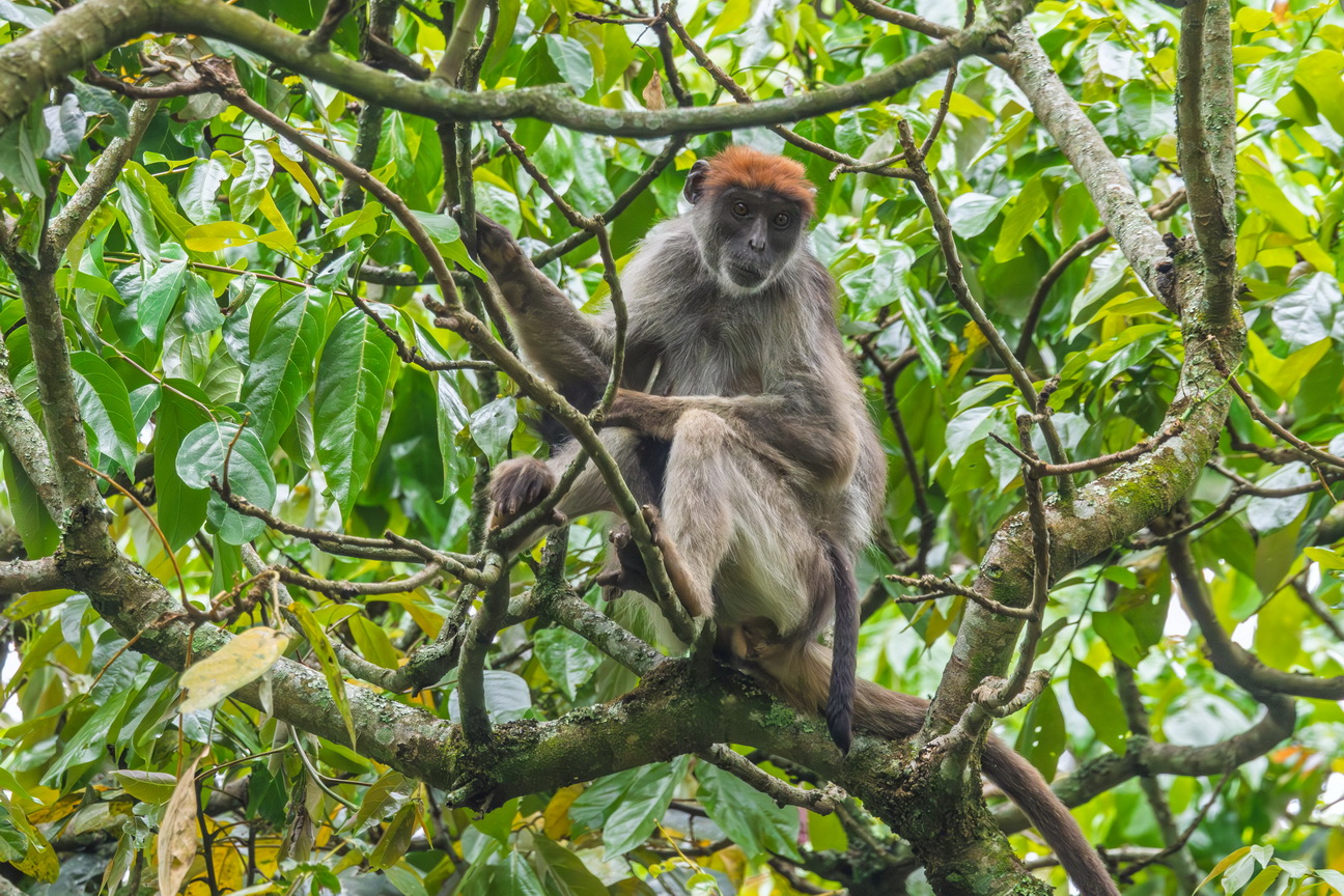 4643 Nkuruba Krater meer Rode Colobus.jpg