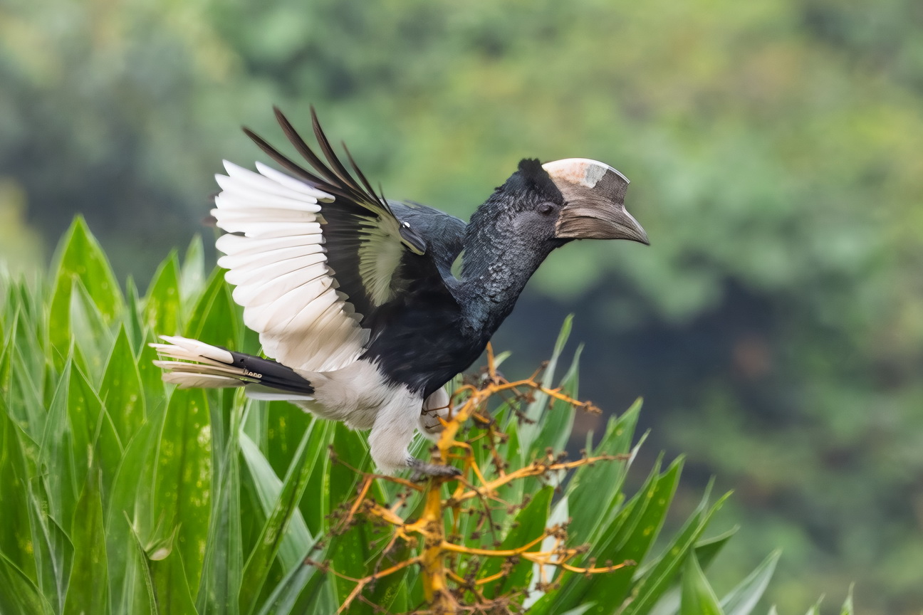 4657 Nkuruba Krater meer Grijsoorneushoornvogel.jpg