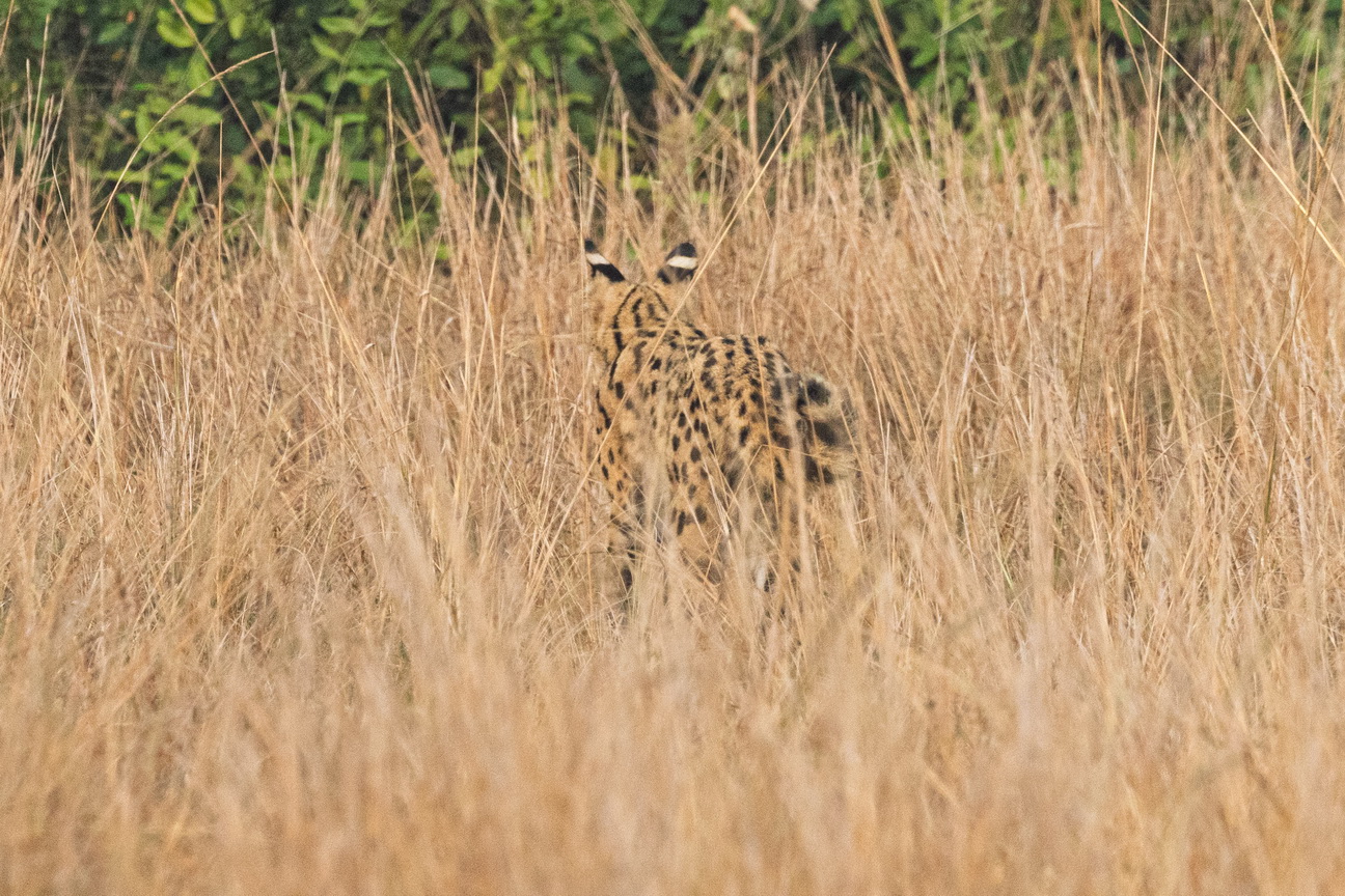 4687 Q E Park Serval.jpg