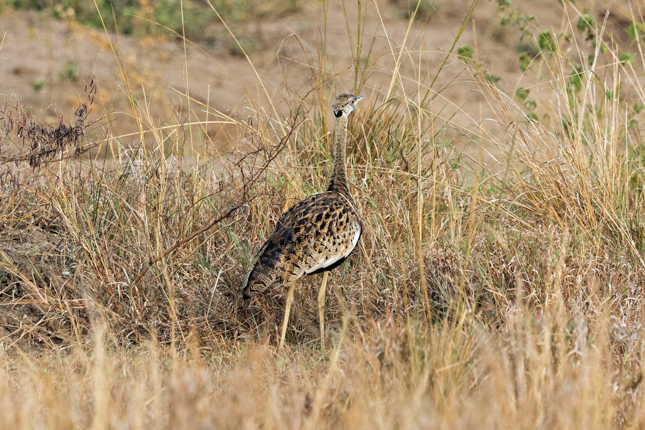 4694 Q E Park Zwartbuiktrap.jpg