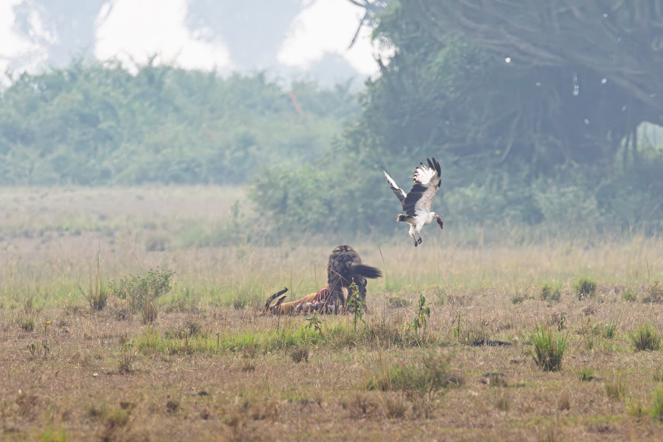 4721 Q E Park Hyena met palmgier.jpg