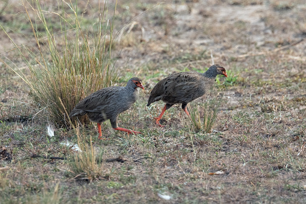 4727 Q E Park Roodkeel Frankolijn.jpg