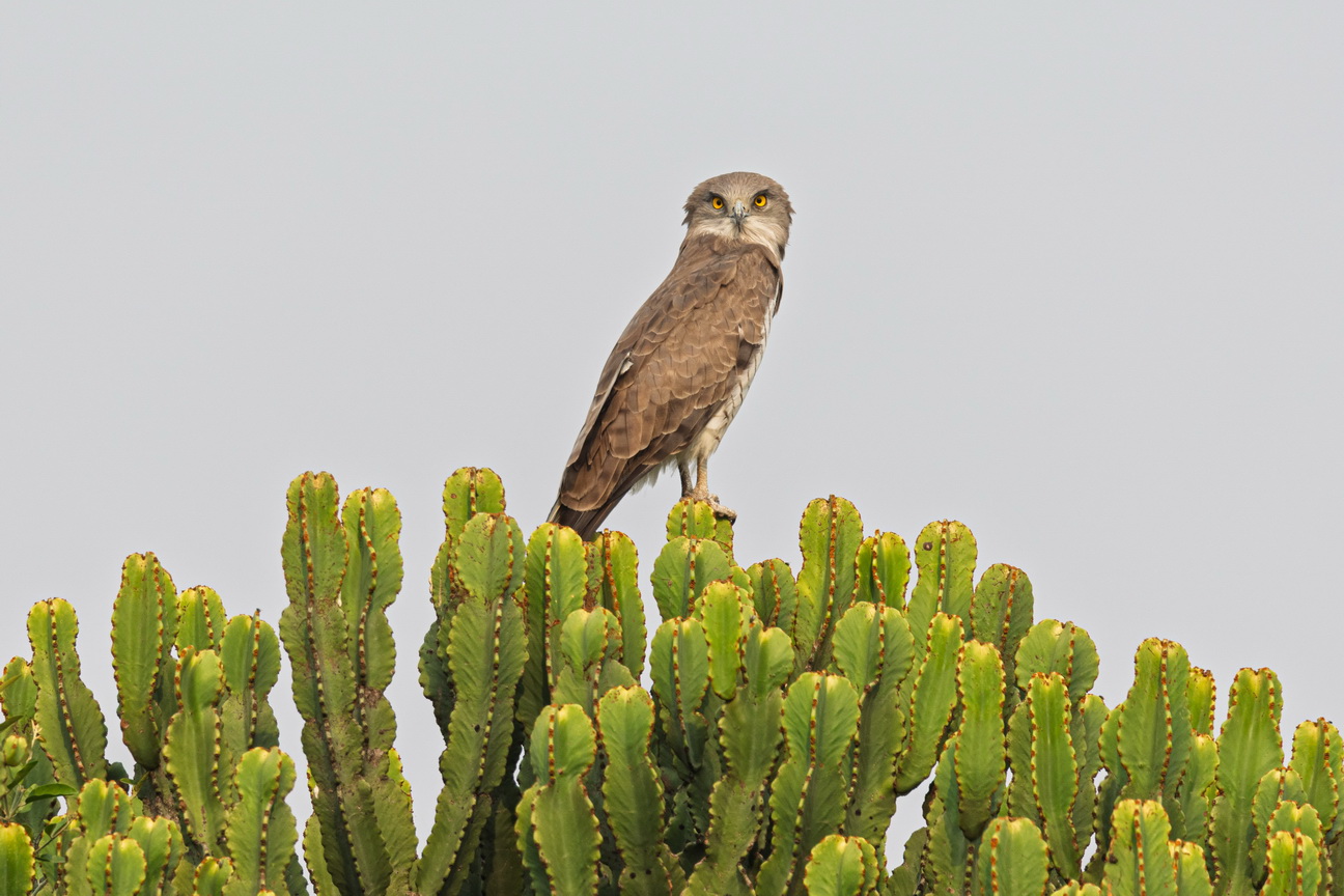 4741 Q E Park Afrikaanse Havik.jpg