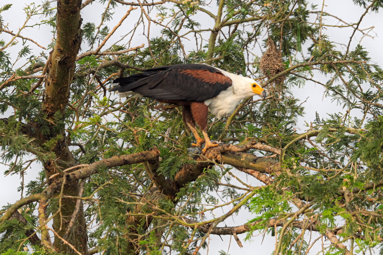 4750 Q E Park Visarend.jpg