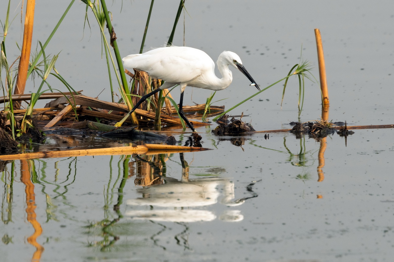 4755 Q E Park Kleine zilverreiger.jpg