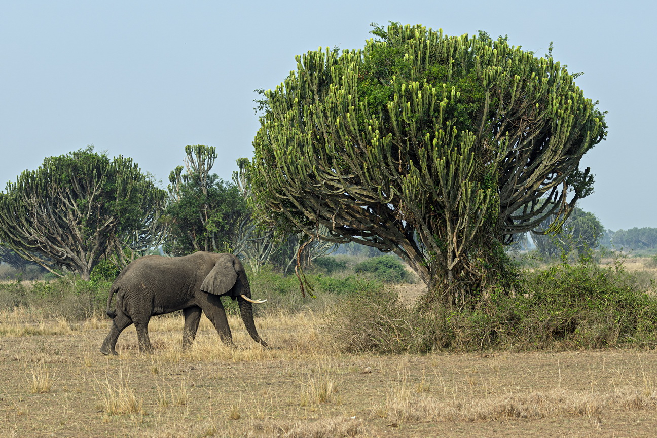 4763 Q E Park Olifant.jpg