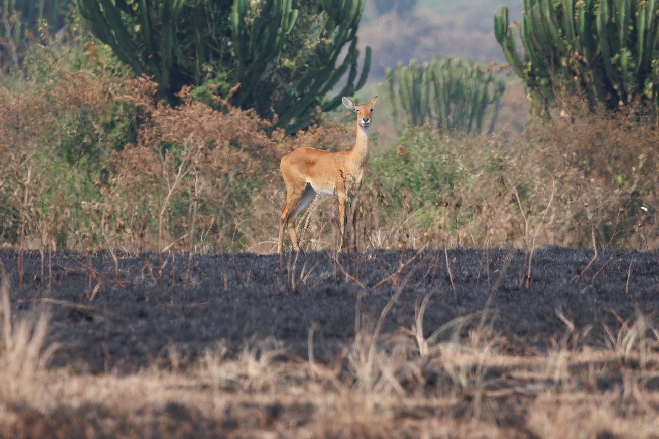 4777 Q E Park Uganda Kop.jpg