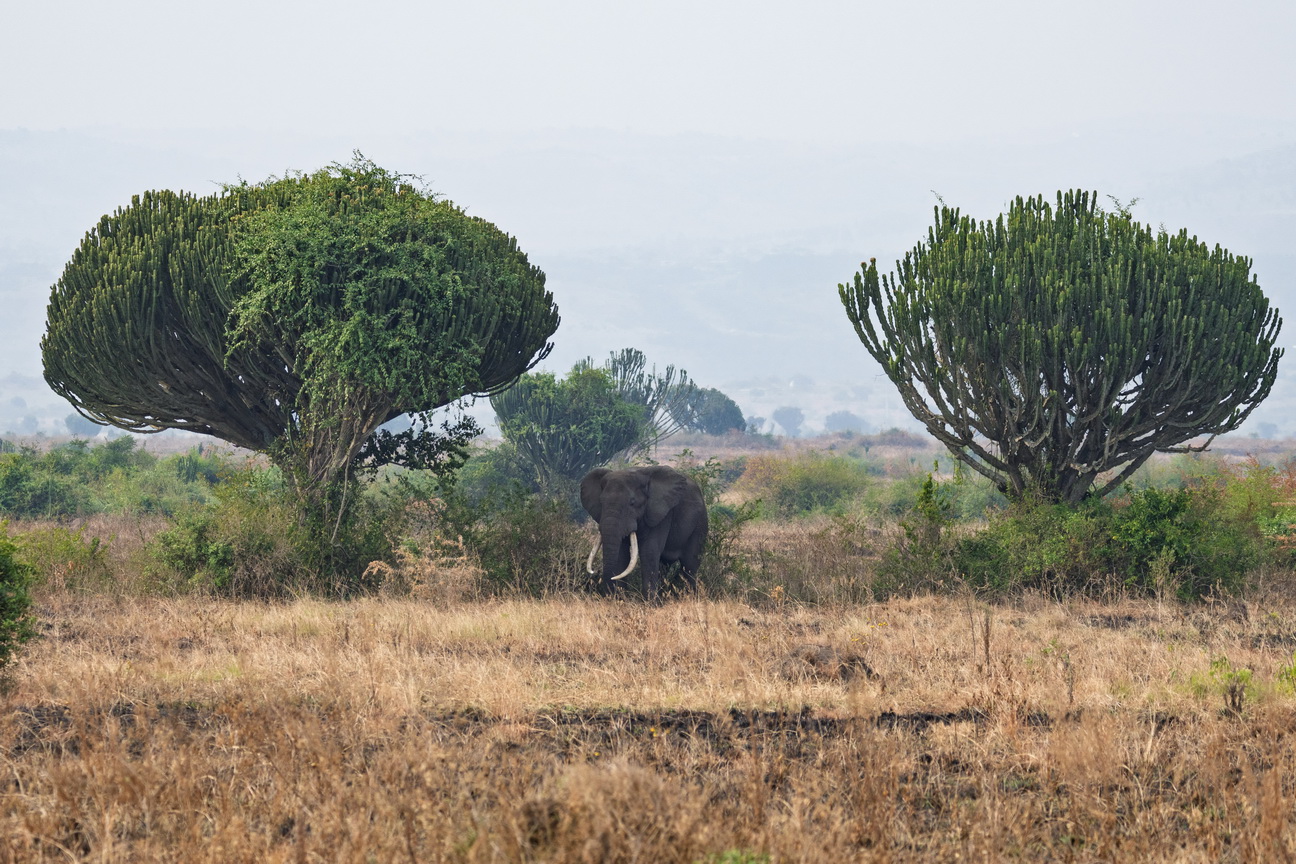 4795 Q E Park Olifant.jpg