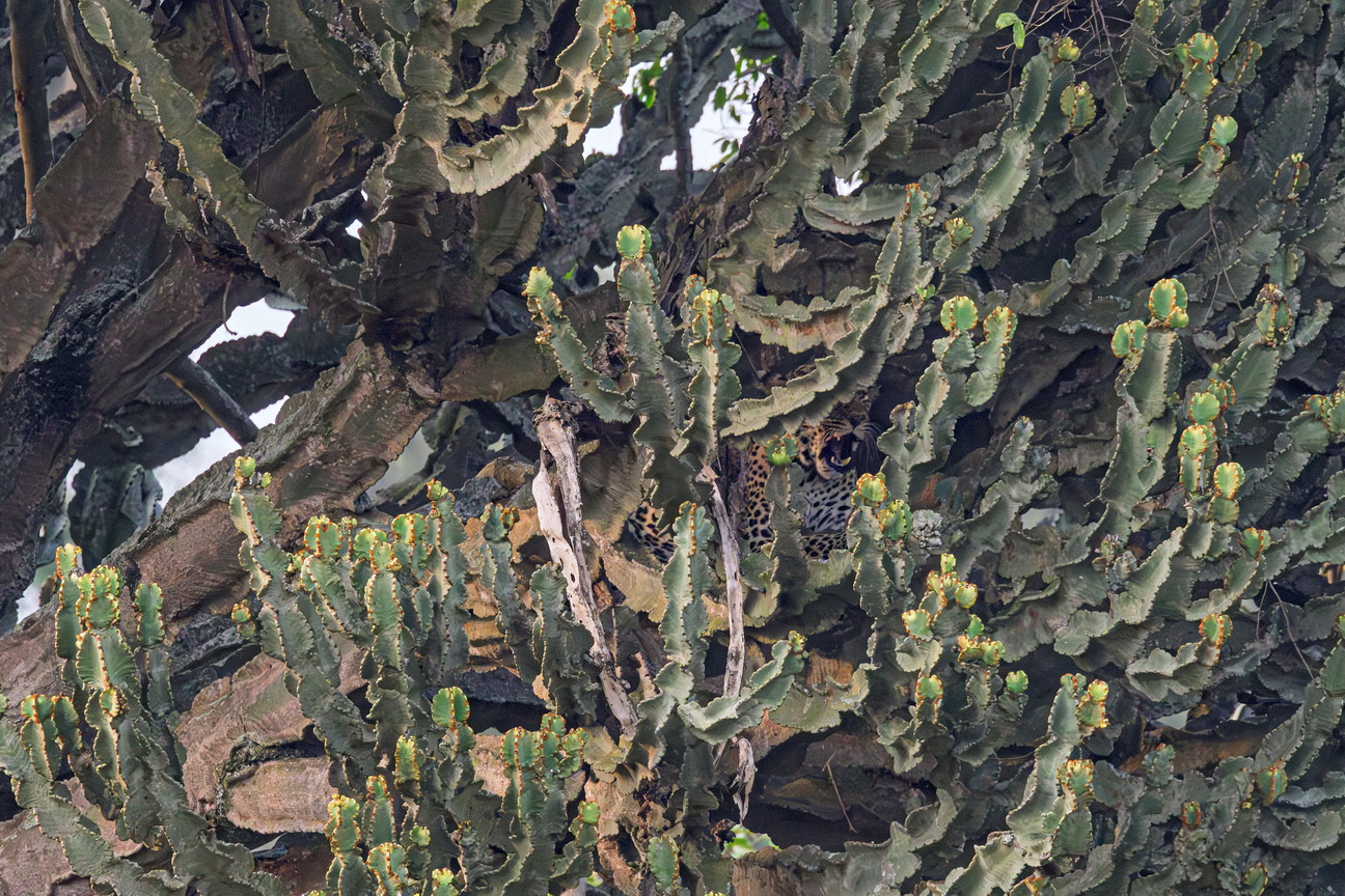 4821 Q E Park Luipaard.jpg