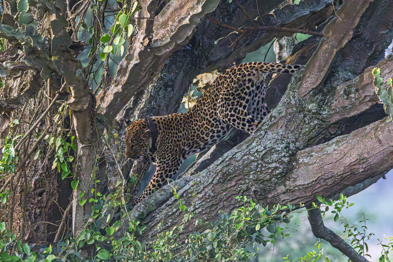 4829 Q E Park Luipaard.jpg