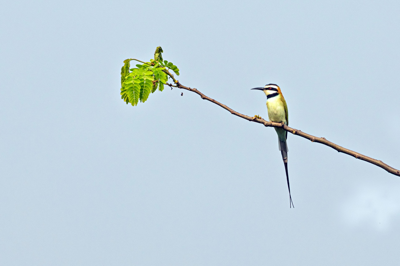 4842 Q E Park Witkeelbijeneter.jpg