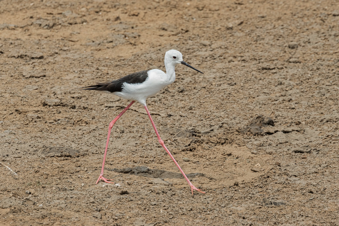 4880 Kazinga kanaal Steltkluut.jpg