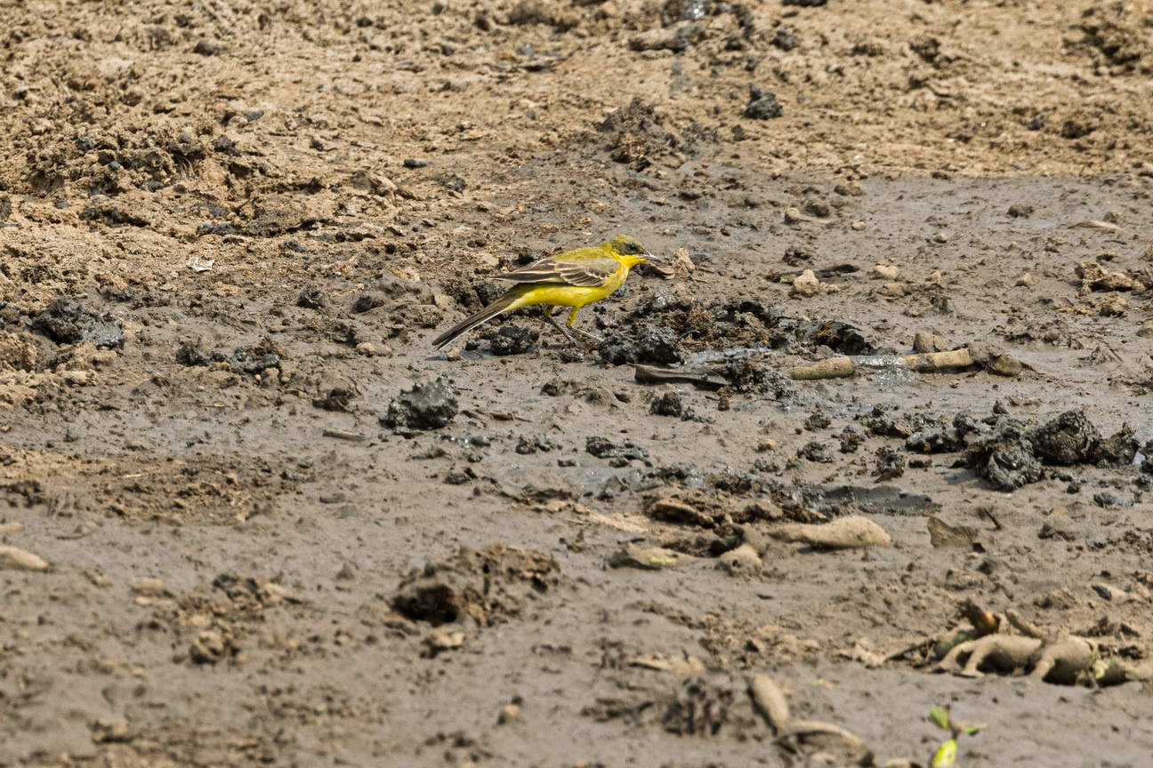 4882 Kazinga kanaal Gele Kwikstaart.jpg