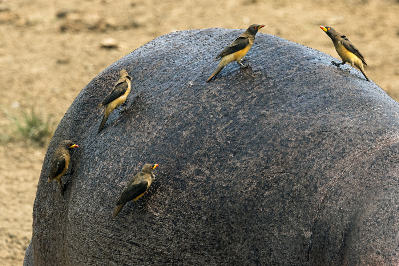 4887 Kazinga kanaal Geelsnavelossepikker.jpg