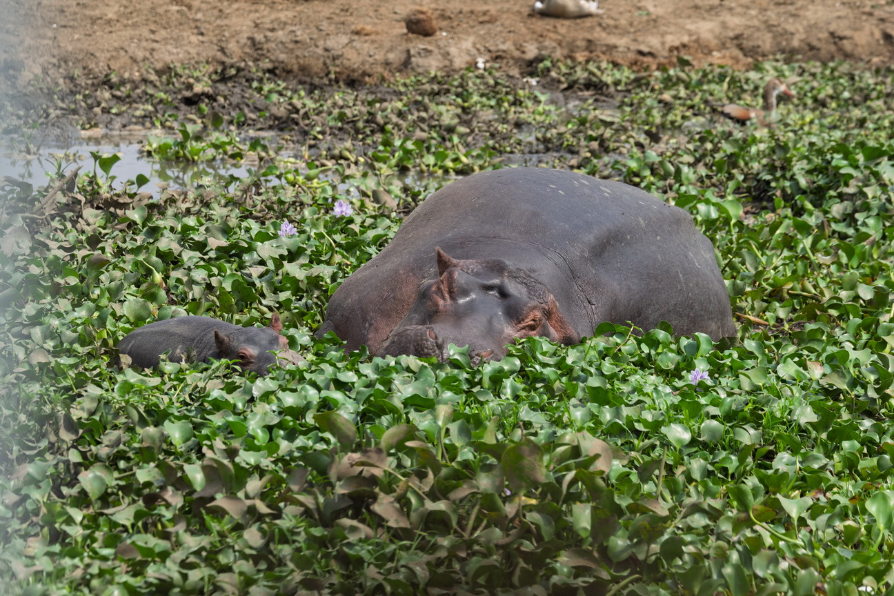 4888 Kazinga kanaal Nijlpaard.jpg