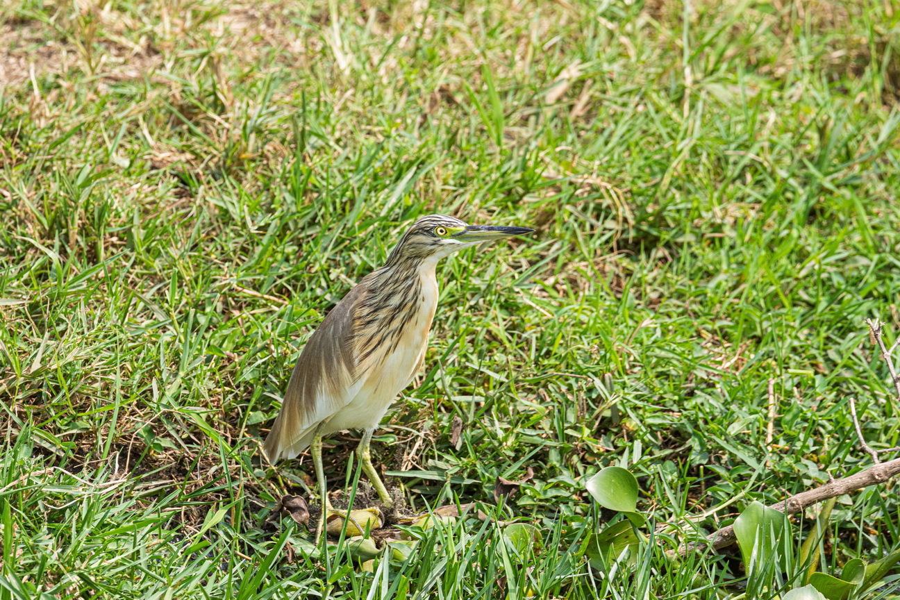 4911 Kazinga kanaal Ralreiger.jpg