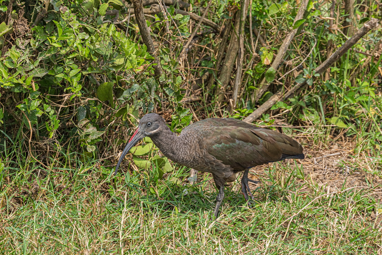 4915 Kazinga kanaal Hadada Ibis.jpg