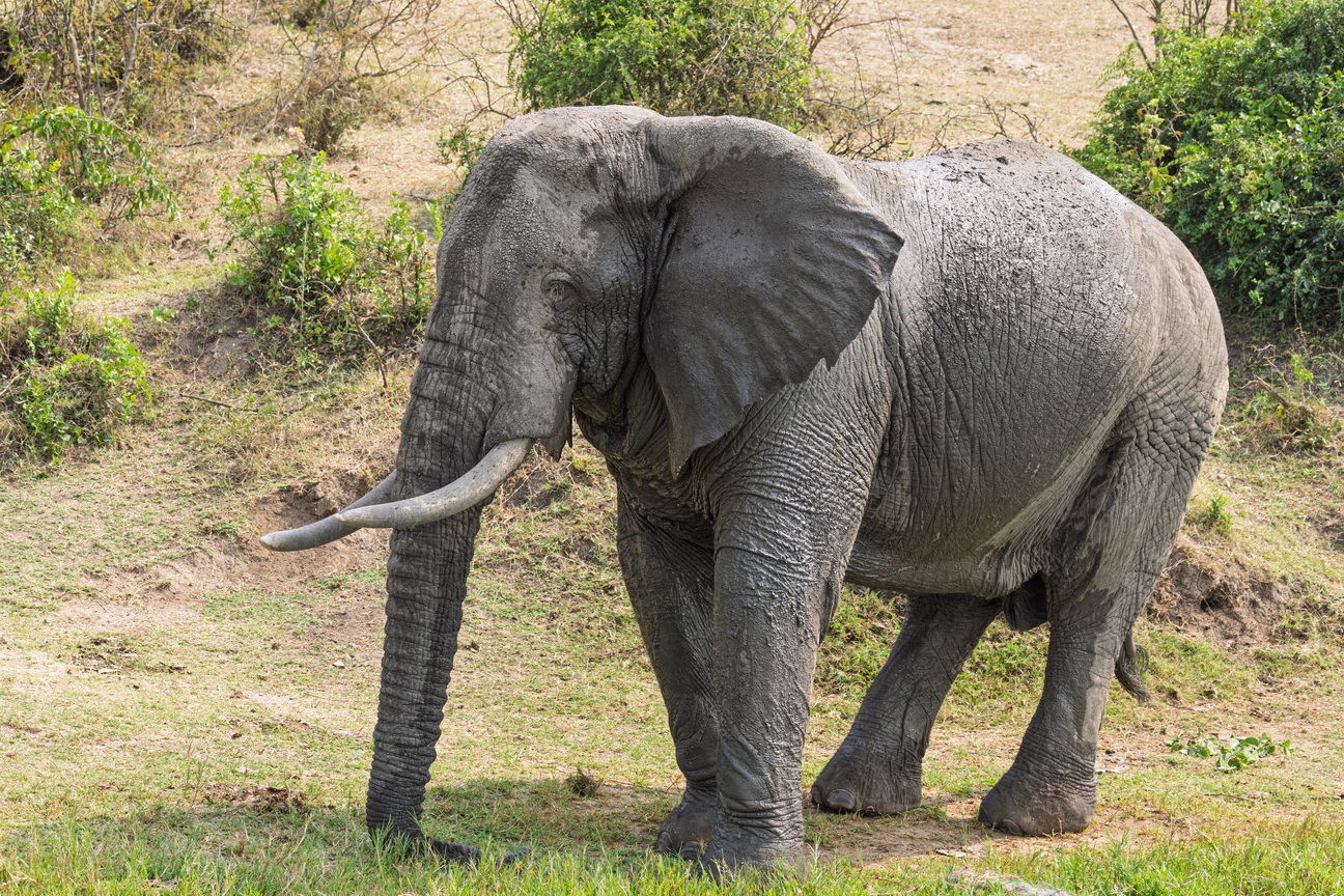 4924 Kazinga kanaal Olifant.jpg
