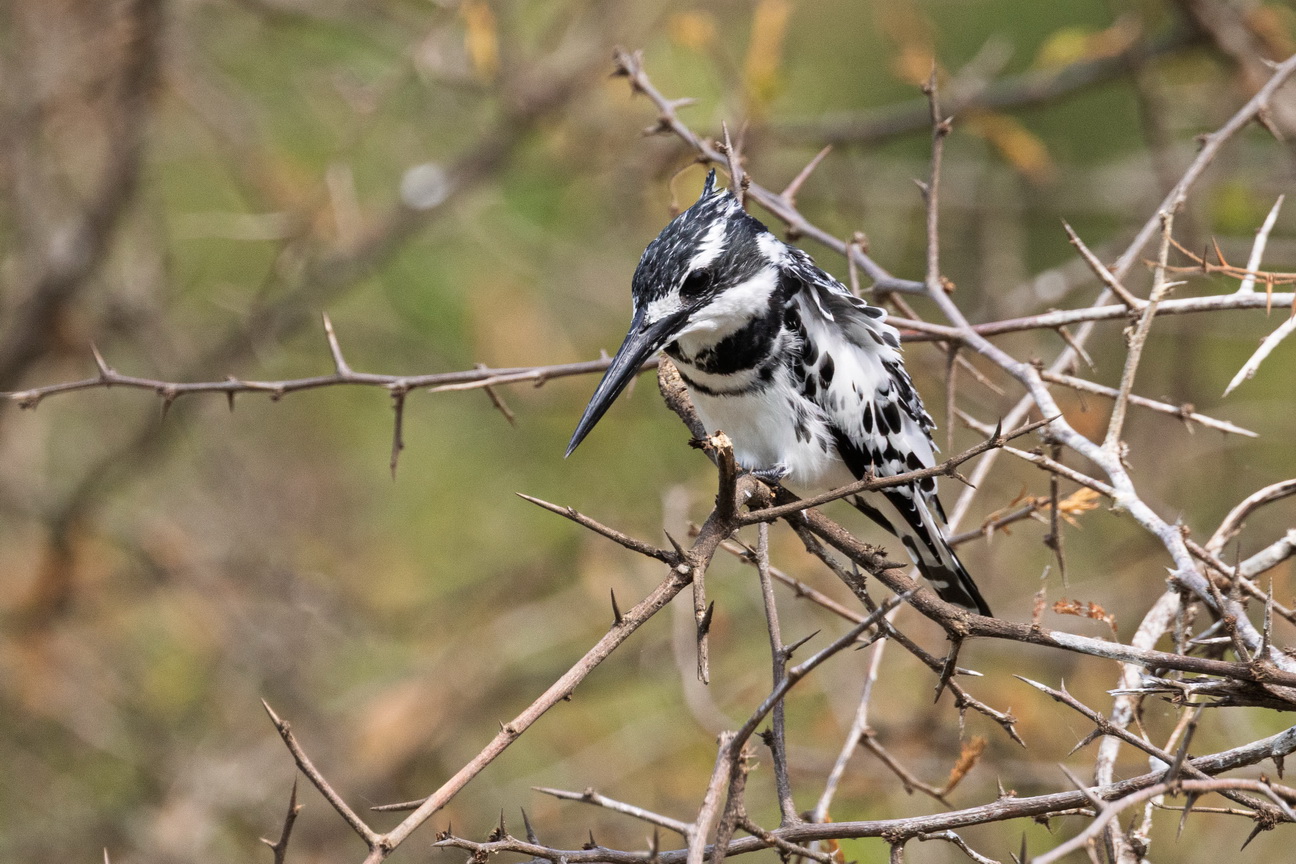 4930 Kazinga kanaal Bonte IJsvogel.jpg