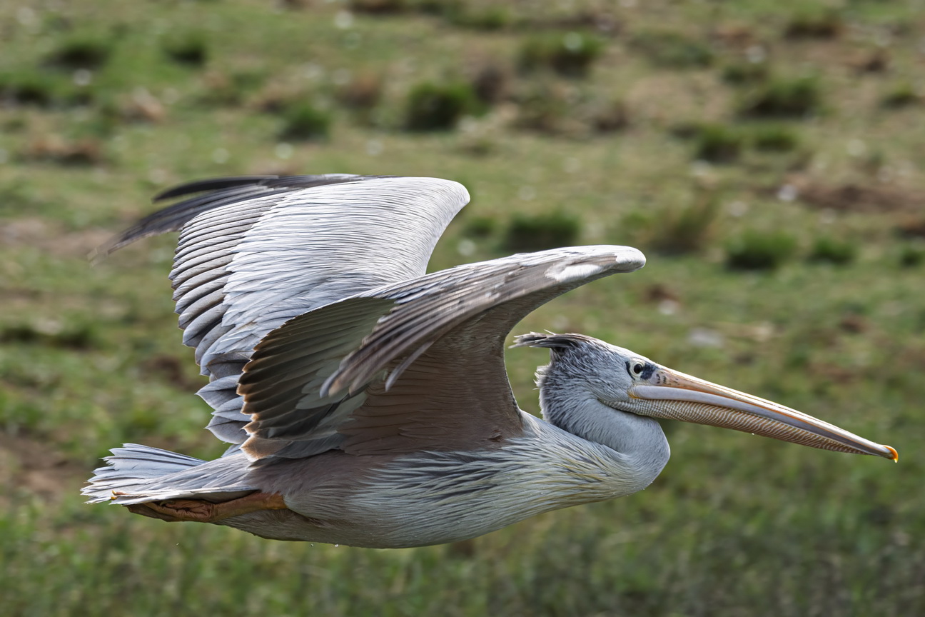 4960 Kazinga kanaal Roze Pelikaan.jpg