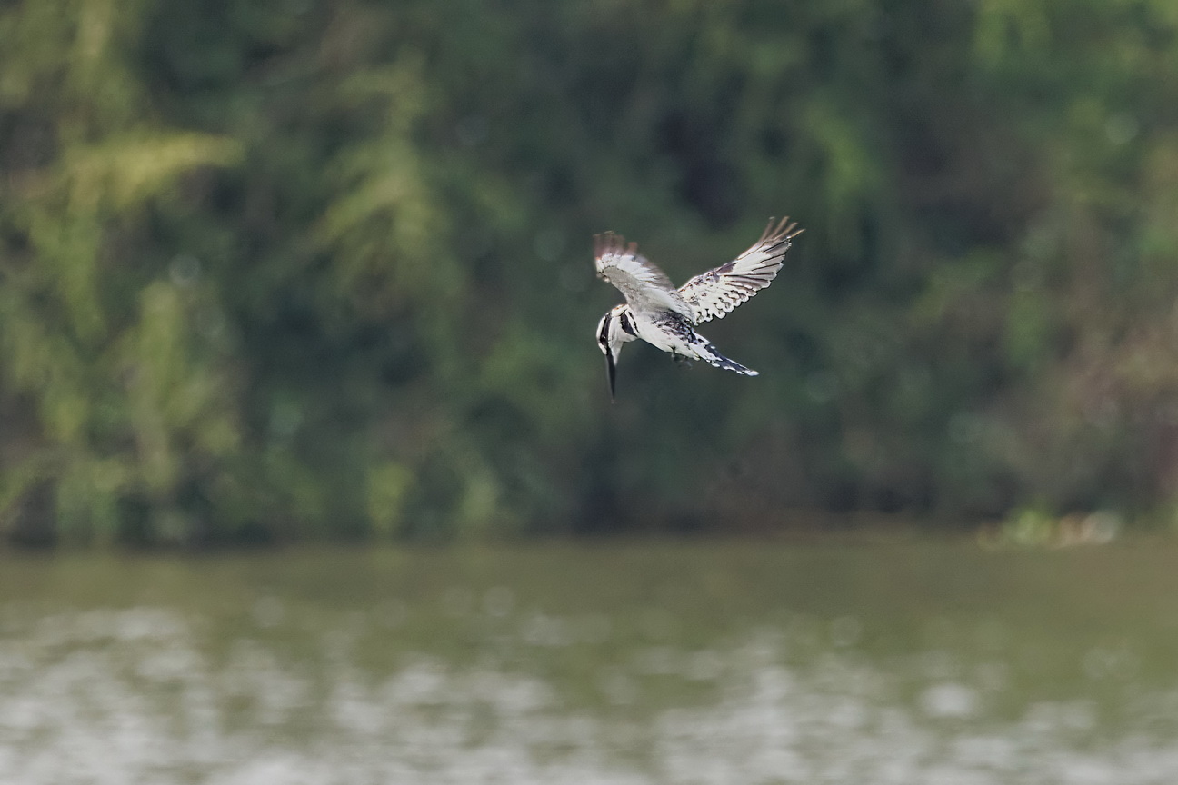 4973 Kazinga kanaal Bonte IJsvogel.jpg