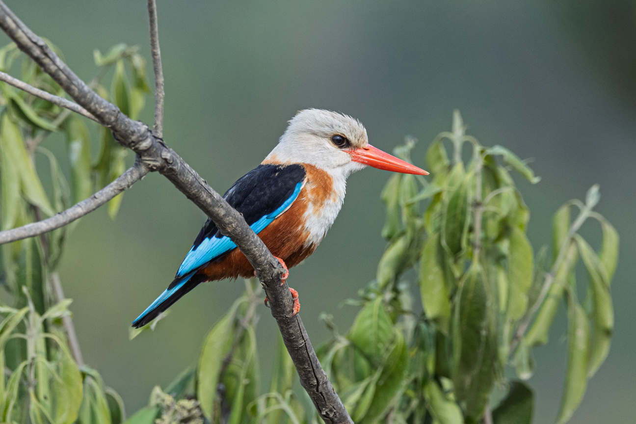 4996 Kazinga kanaal Grijskopijsvogel.jpg