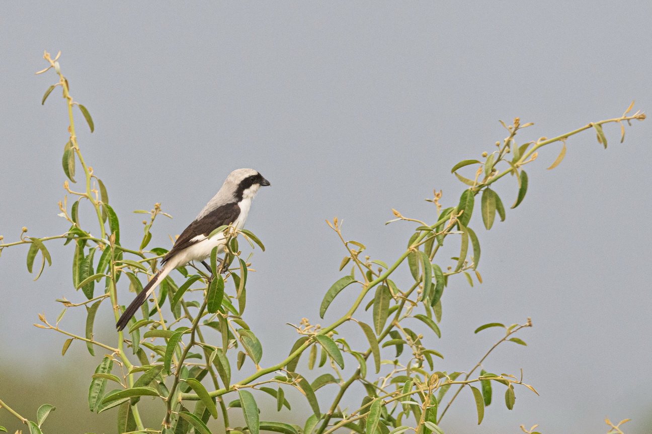 4998 Kazinga kanaal Grijsrugklapekster.jpg