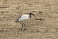 4867 Kazinga kanaal Heilige Ibis