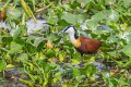 4909 Kazinga kanaal Afrikaanse Jacana