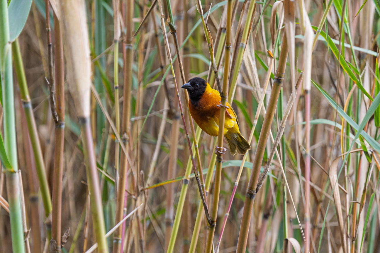 5115 Lake Mutanda Driekleurwever.jpg