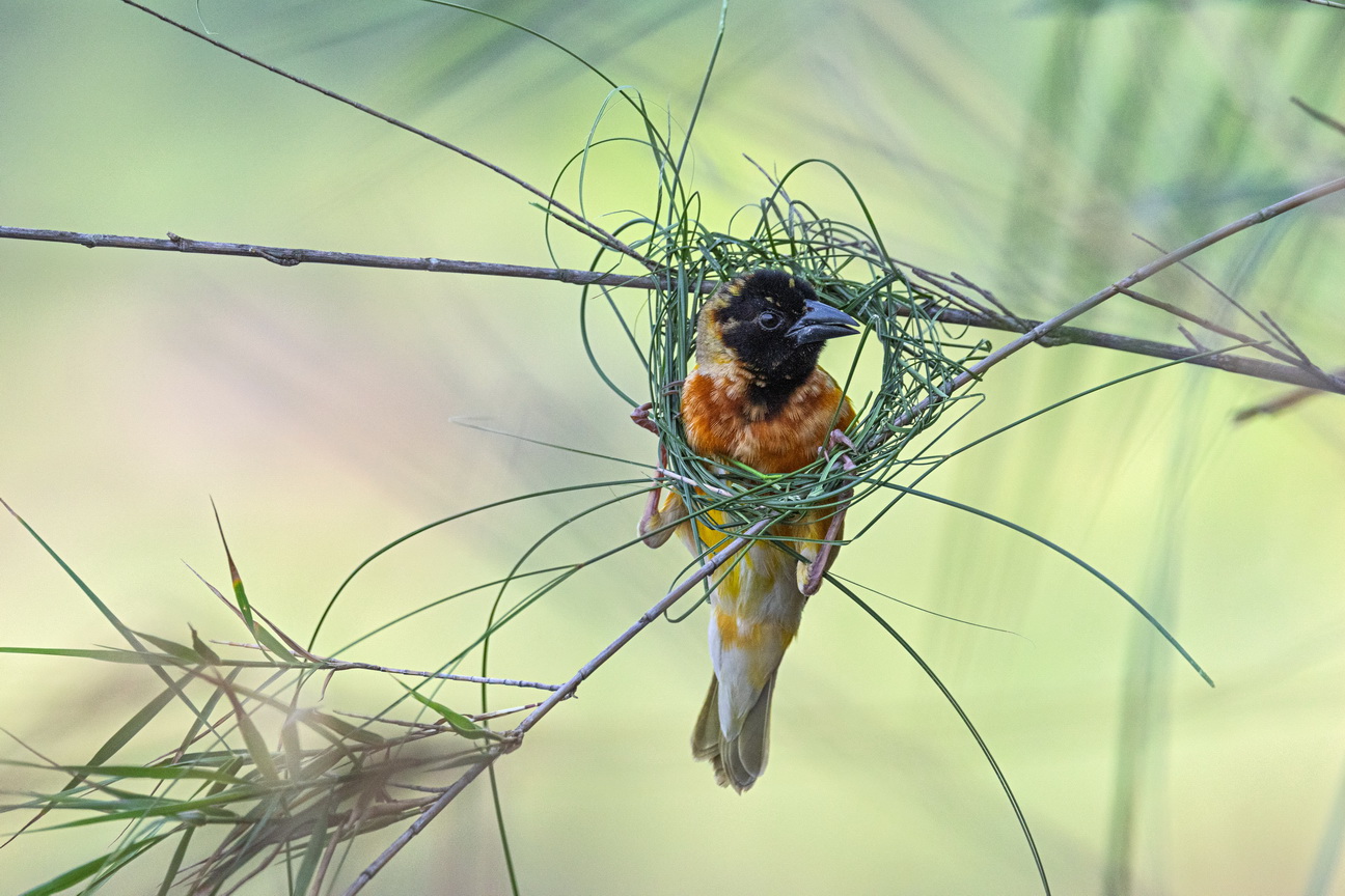 5145 Lake Mutanda Geelruwever.jpg