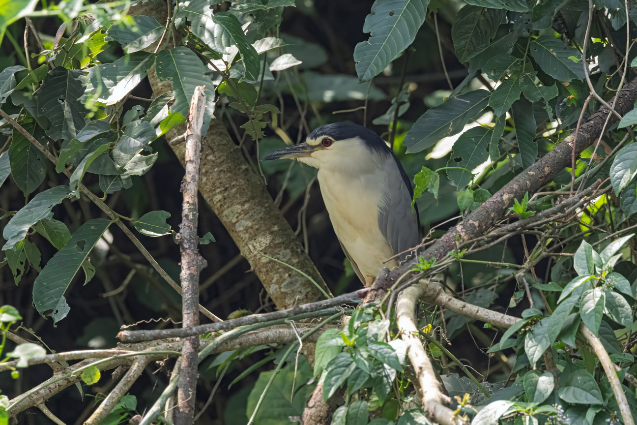 5159 Lake Mutanda Kwak.jpg