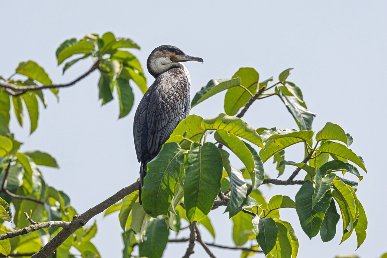 5162 Lake Mutanda AAlscholver.jpg