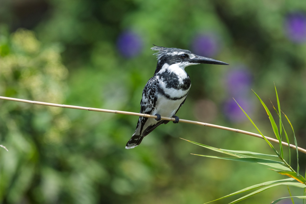 5165 Lake Mutanda Bonte IJsvogel.jpg