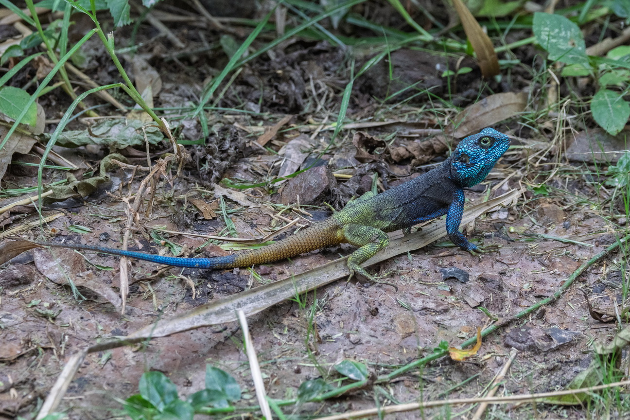 5178 Lake Mutanda Blauwkeelagame.jpg