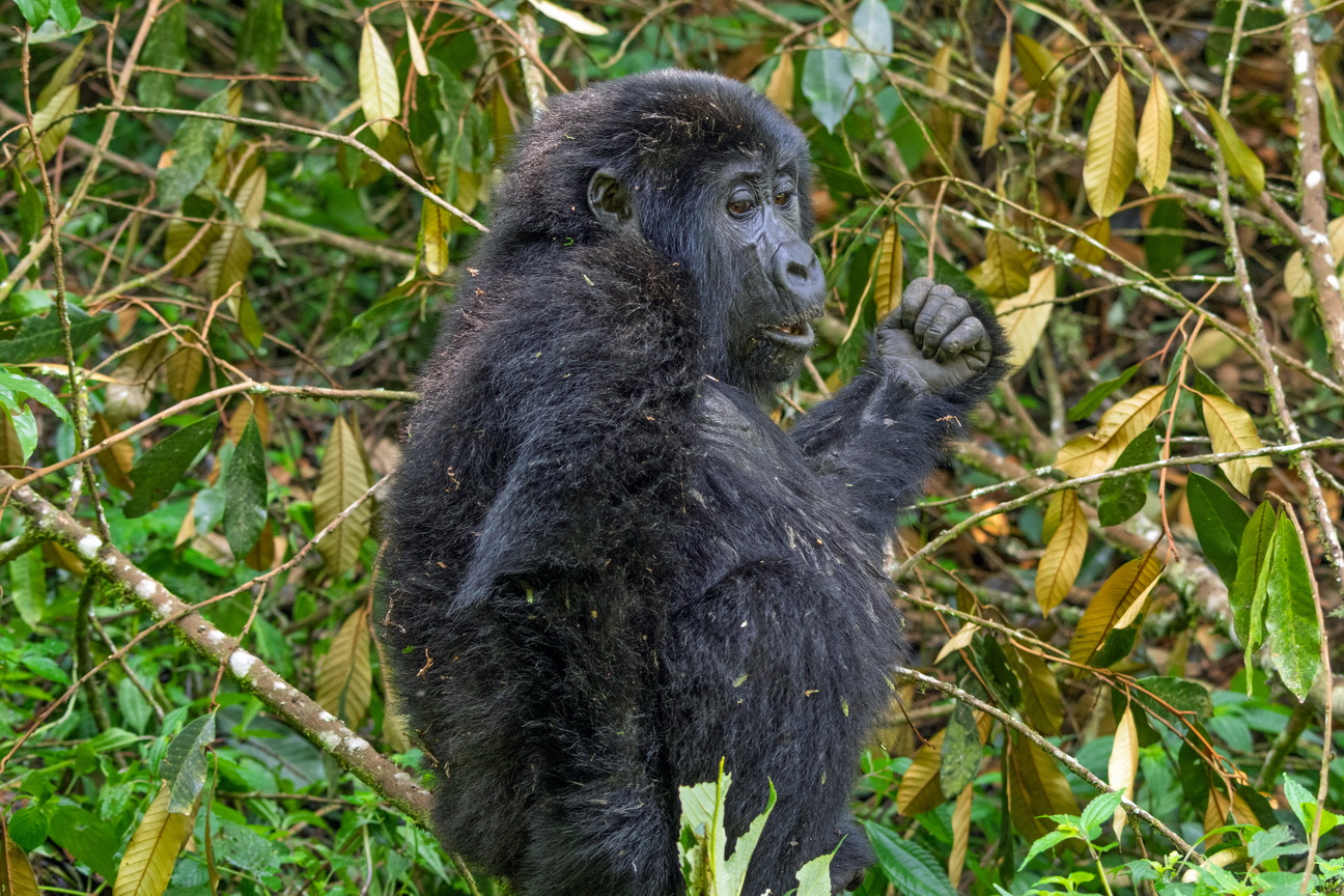 5061 Bwindi Forest Gorilla tracking.jpg
