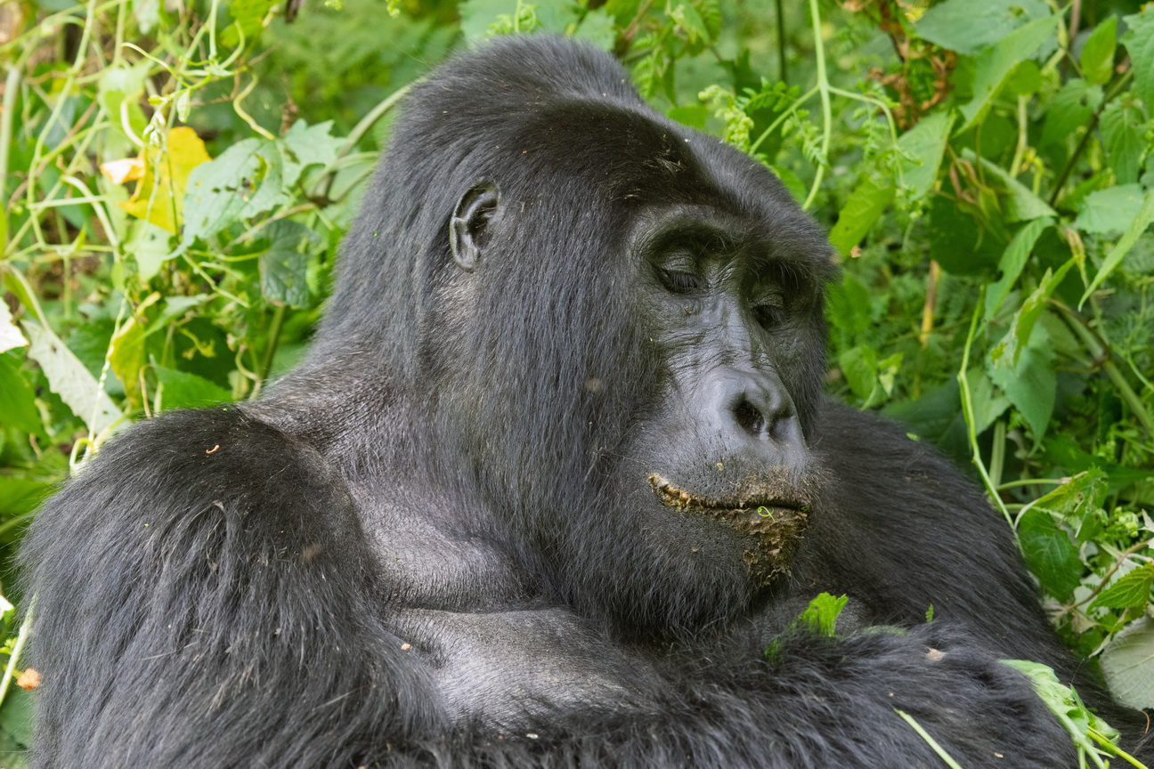 5093 Bwindi Forest Gorilla tracking.jpg