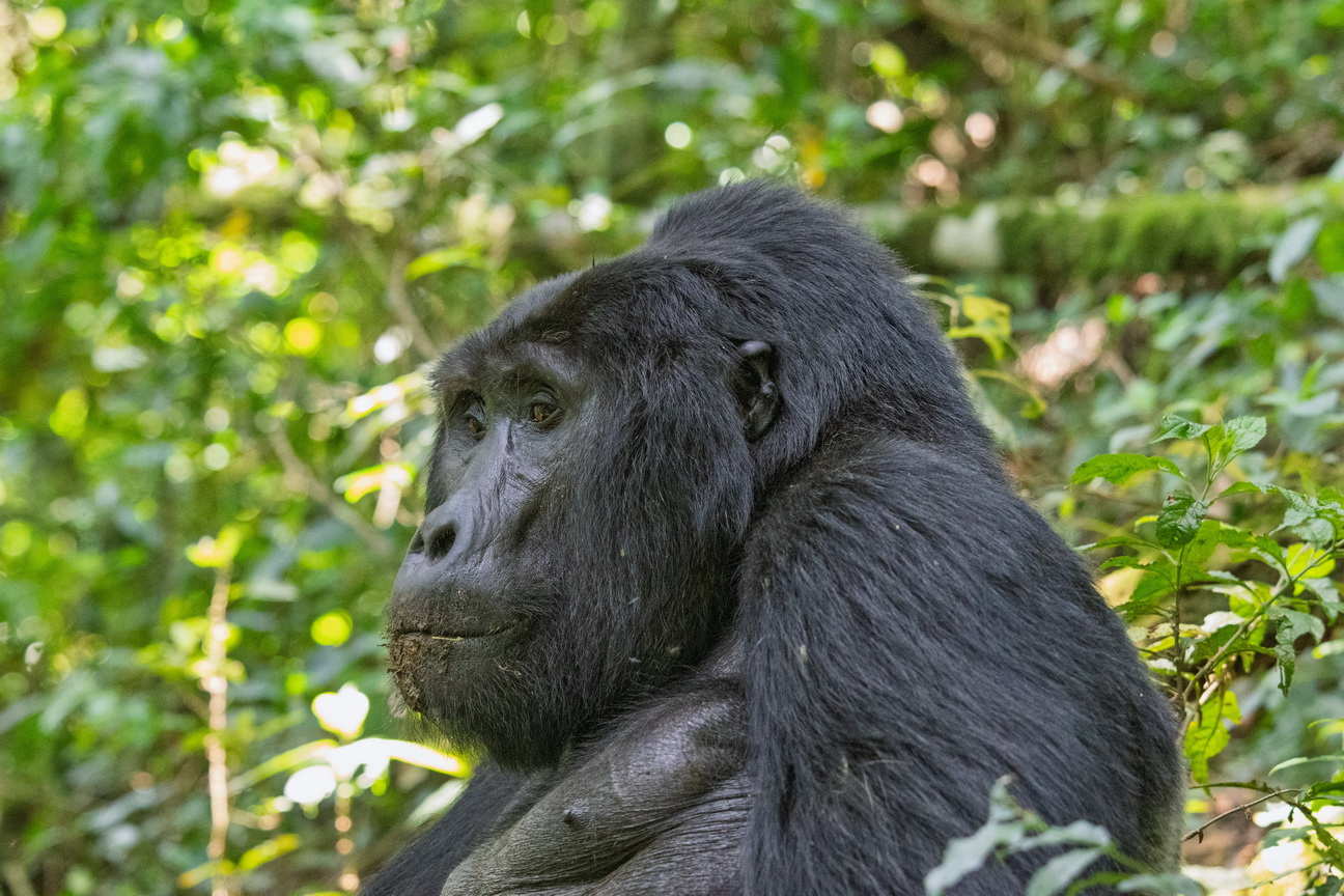 5109 Bwindi Forest Gorilla tracking-1.jpg