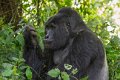 5044 Bwindi Forest Gorilla tracking