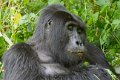 5093 Bwindi Forest Gorilla tracking